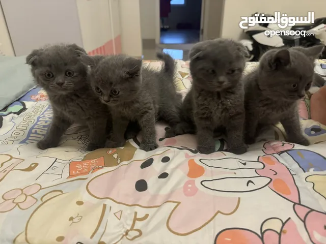 قطط سكوتش فولد وسكوتش ستريت للحجز