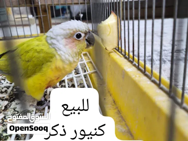 للبيع كنيور ذكر