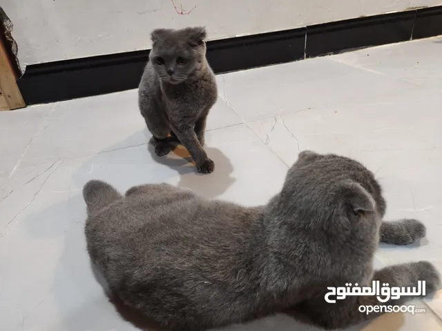 قطط سكوتش فولد نقي
