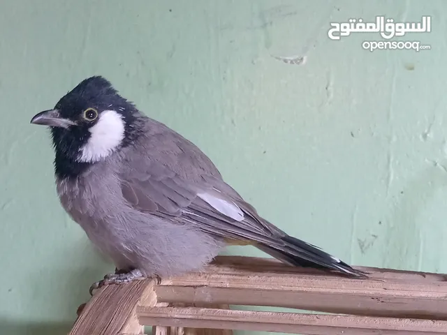 بلبل نثيه اليفه طينه مندلاويه