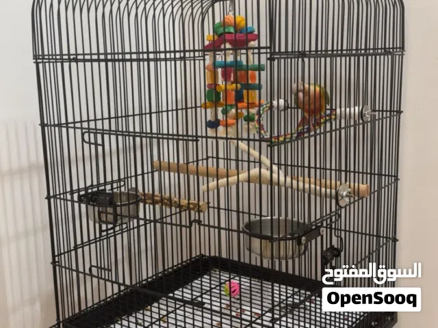 للبيع فرخ كنيور مع القفص