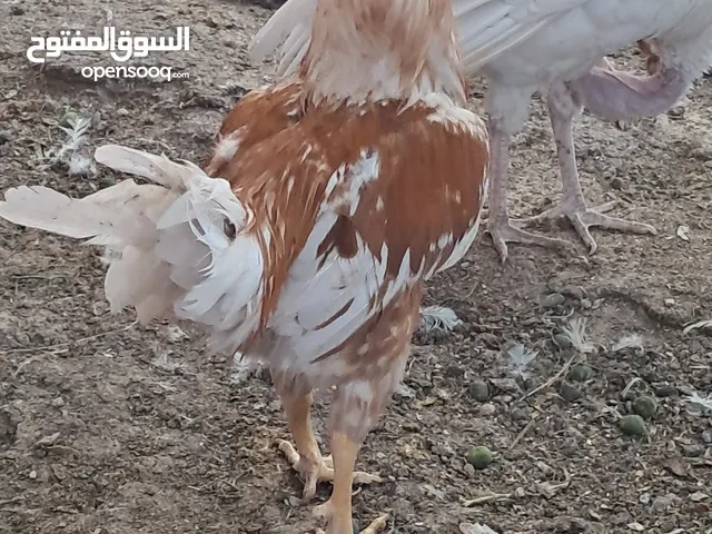 ديوك للبيع عمر من 4 الي 5 شهور الديك علي 3 دنانير