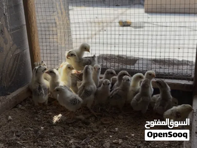 بسم الله  أفراخ دندراوي للبيع