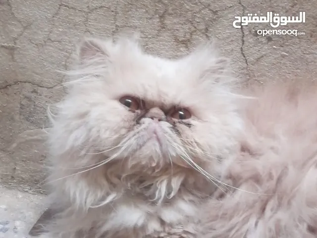 بسه بيبي فيس : قطة بيبي فيس : قطط للبيع في السعودية على السوق المفتوح