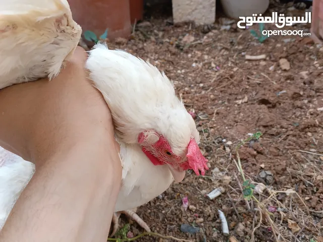 جاجه لوهمان بصلاه ع النبي