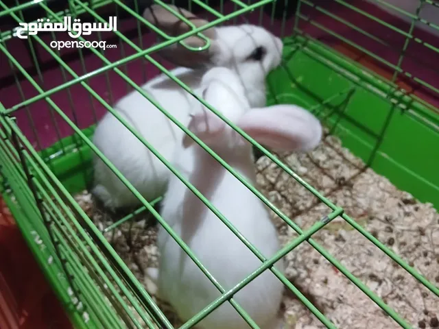 ارانب عدد 2 مع قفص فرنسي لون ابيض ، لعدم التفرغ