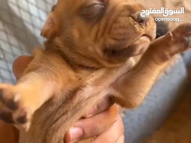 جرو بيتبول الله يبارك