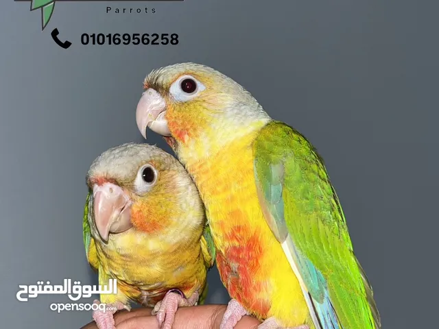 ببغاء - بغبغاء كنيور - parrot