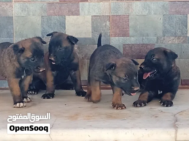 جراوي مالينو مغنجات استراد تونس