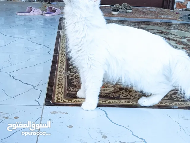 قطه شيرازيه بيور ماعليك غير تقراء الوصف وفالك طيب