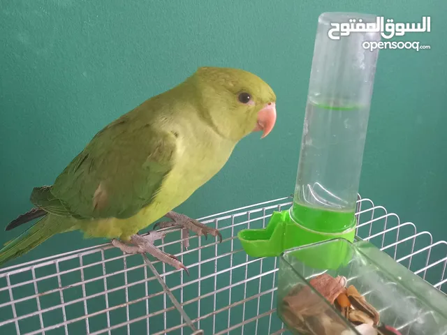 درة هندي أليف عمر ثلاث اشهر