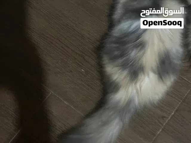 انثي شيرازي موني فيس