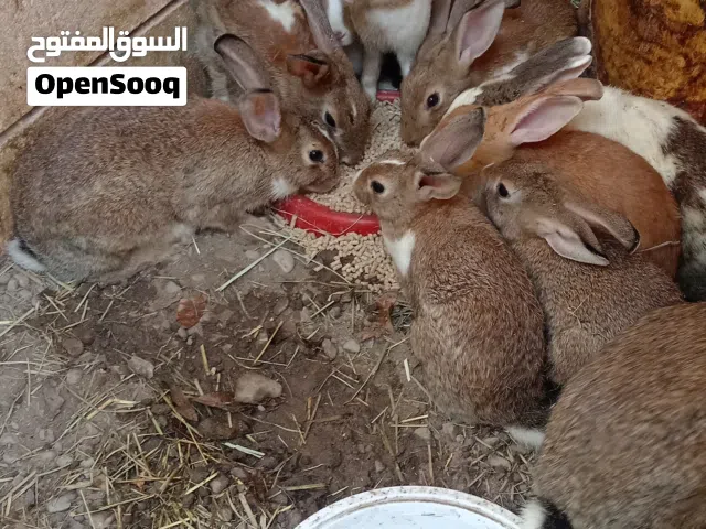 للبيع أرانب عمانية