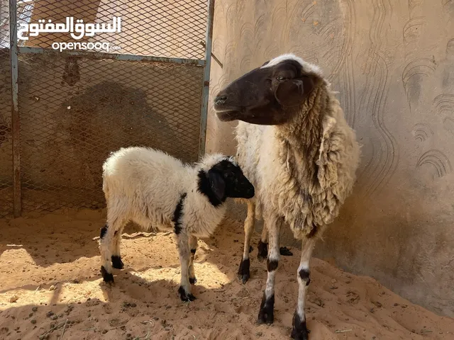 نعجه تحتها فطيمه سنها تاني جمع