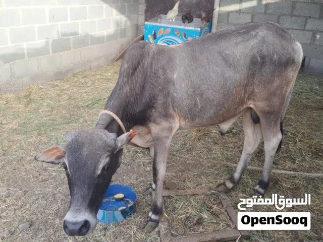 للبيع عجل / ثور مطعوم