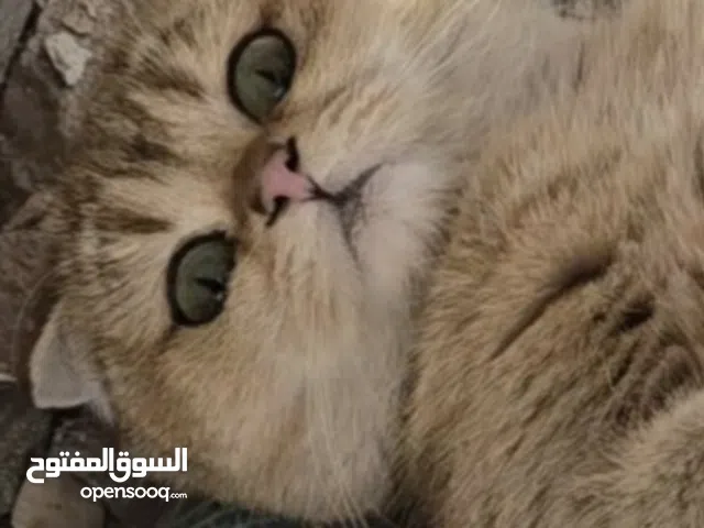 قطه سكوتش فولد قولد أنثى طالبه تزاوج