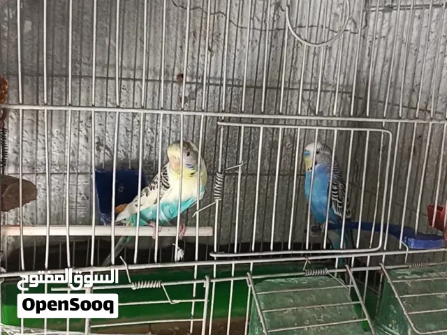 جوز حب تحته 5فراخ وقفص وكوخ برمي جميع الالوان شغال وحنون صلاة النبي