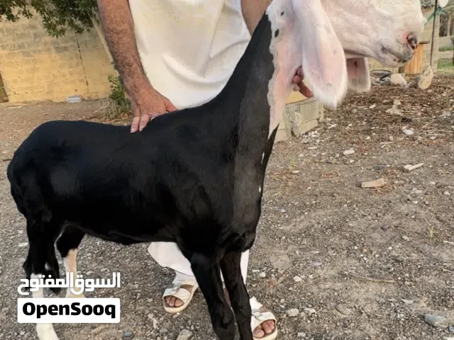حملة نجدية بيور فاخره معرفه أصل فلقة تؤوم اللهم بارك وحمله مووواصفات