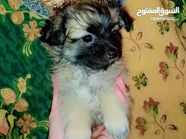 جرو بنوته لولو فوكس عمرها 45 يوم مفطومه العجمي البيطاش