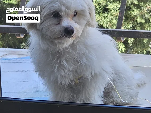 مالتيبو 6 شهور