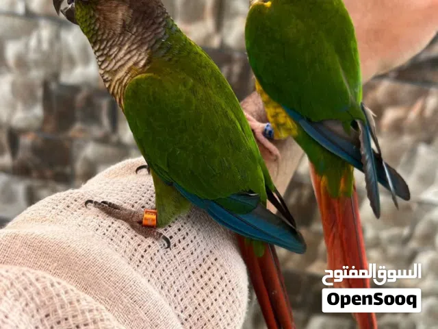 كنيور للبيع او للبدل اقرأ الوصف
