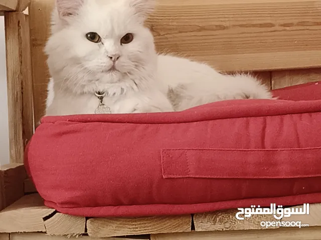 percian socialy kind withot voice persian cat