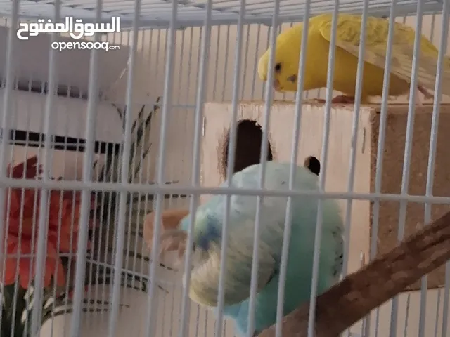 gorgeous love birds blue and yellow