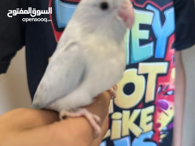 Pacific parrotlet  baby on hand feed