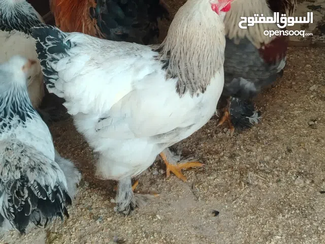 دجاج براهمه صحه نظافه على وجه شغل