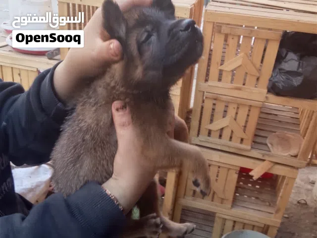 جراوي مالينو شاربوني بيور