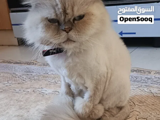 قطة هملايا بلو للتبني