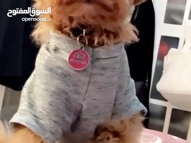 انثى توي بول للبيع