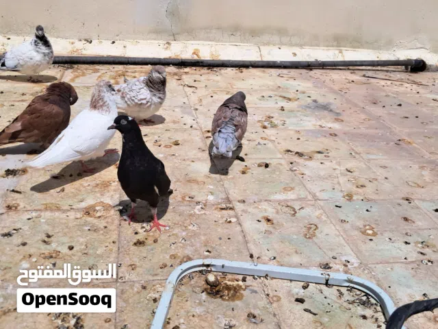 حمام متنوع  عادي وشمسي وباكستاني