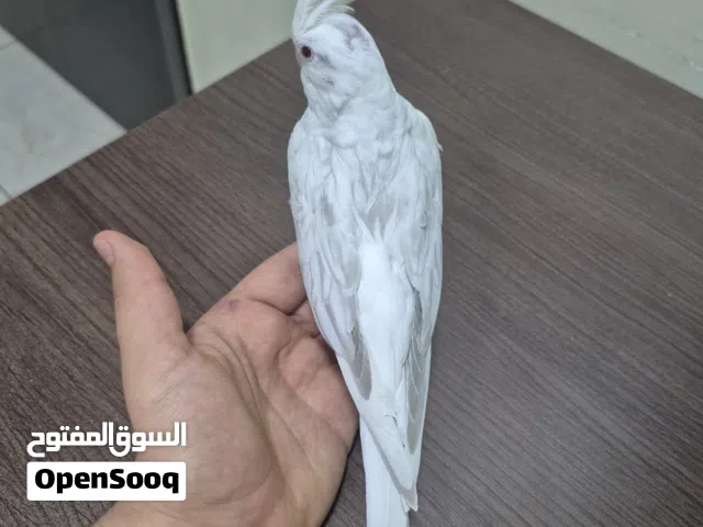 عصافير كروان