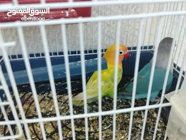 جوز فيشر روز آية في الجمال