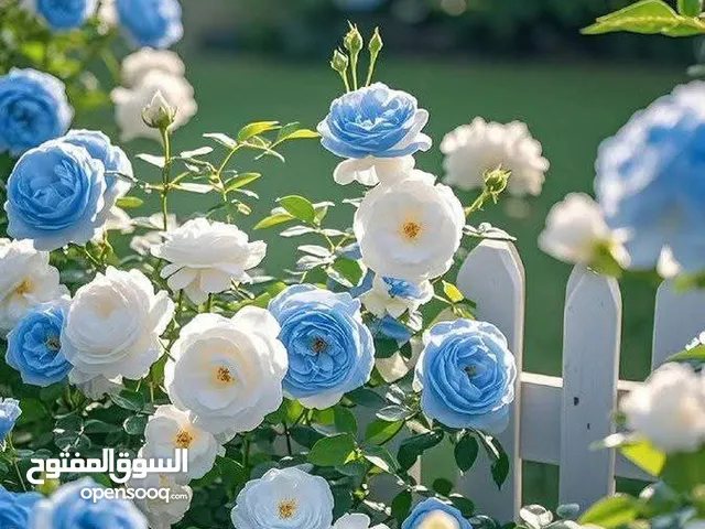 موجود مجموعه ملابس واحذيه ستاتي ورجالي وبناتي وولادي