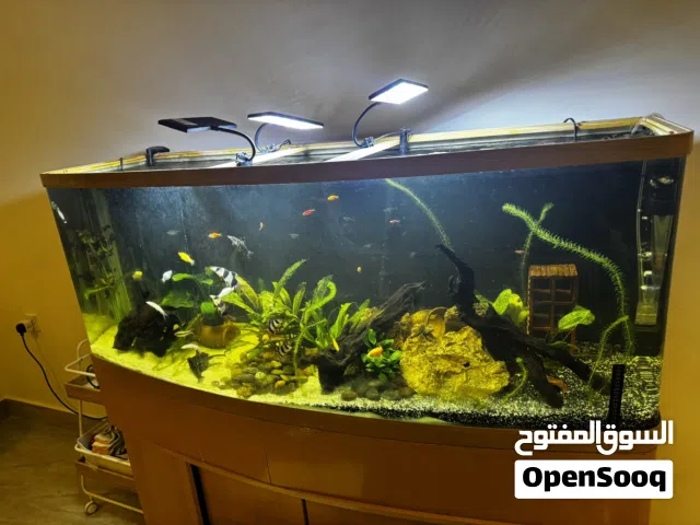 حوض سمك ستايل قديم