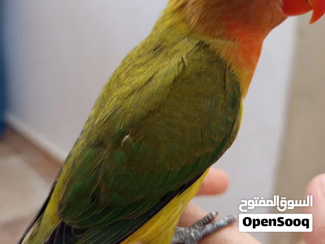 طرف فيشر مروض ترويض تام