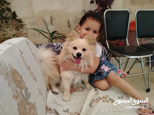 ذكر بومرينيان