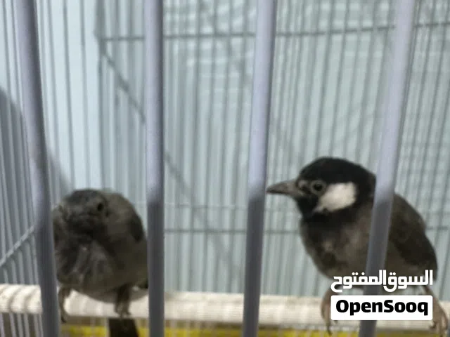 بلابل عراقية ربوة