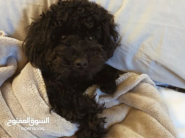 Male toy poodle