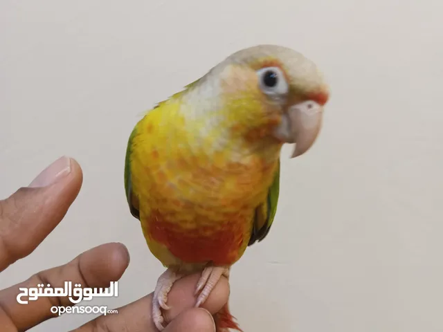 كنيور اليفات اقرا التفاصيل وراسل
