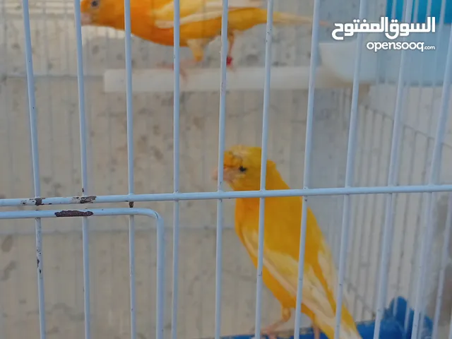 جوزين كنارللبيع أهالي اخذت من كل جوز بطن