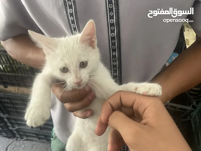 قطه شيرازي نثيه صغيره