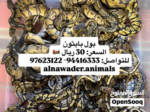 افاعي بول بايثون-كنج سنيك