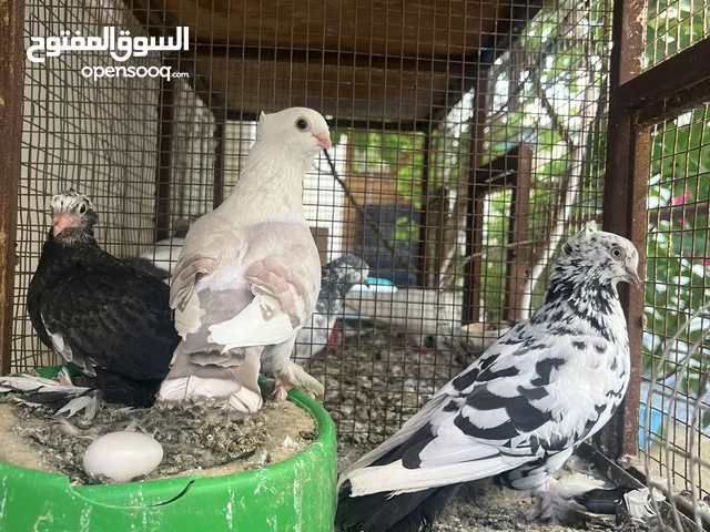 حمام حب رمان وباكستاني