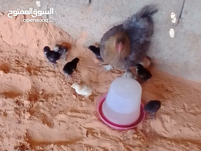دجاجه مفلسه