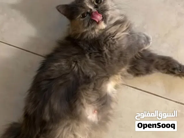 النوع بيكي فيس