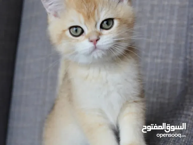 ولاد وبنات اسكوتش بيور