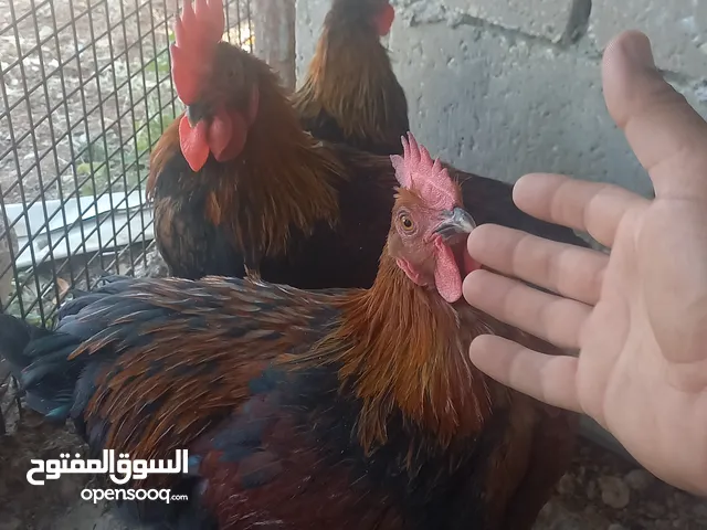 يوجد ديوك ماران فرنسي وديكوك فورلويك البزره الاصليه